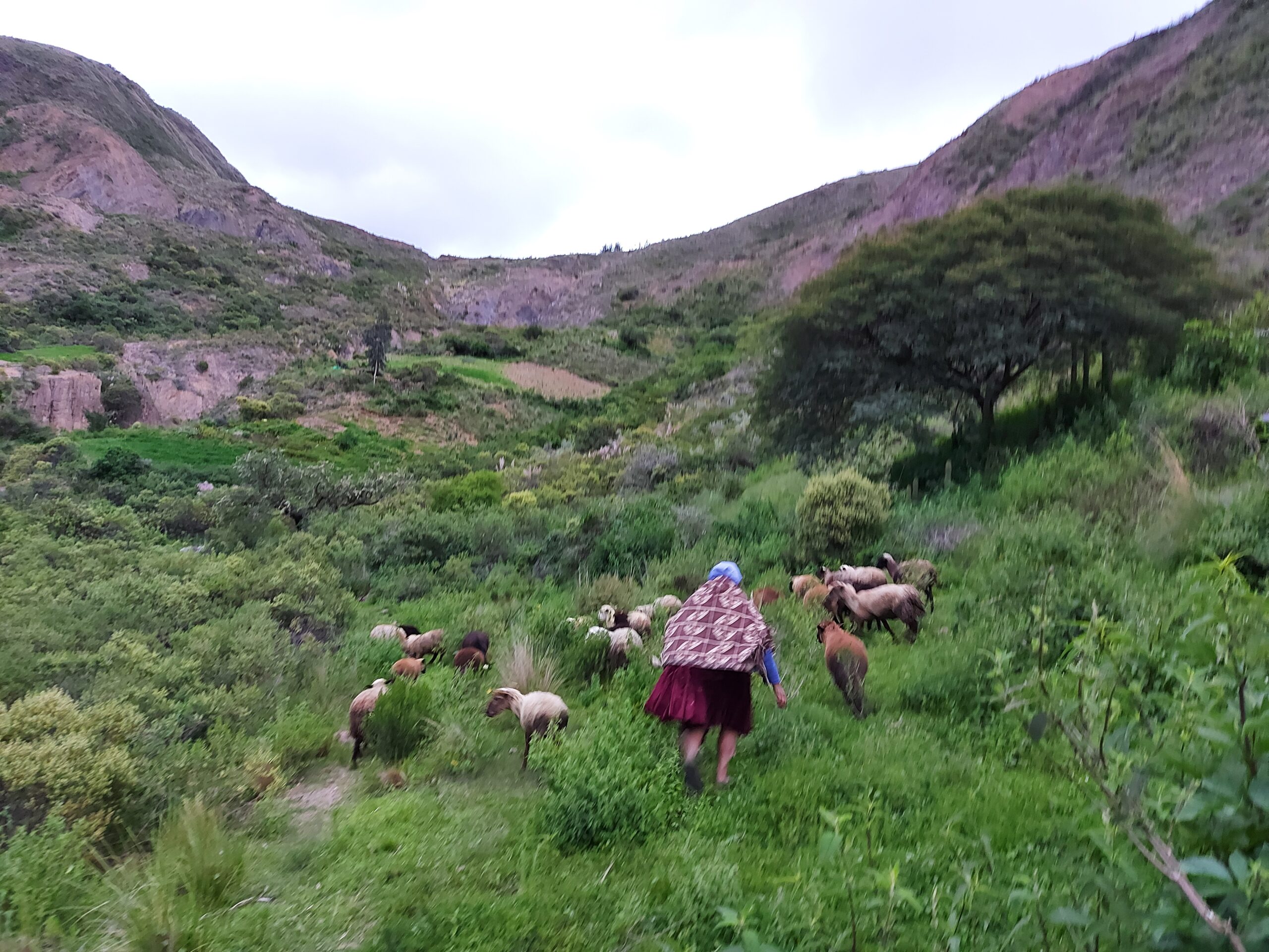 Grüne Berglandschaft in Bolivien aus der eigenen Kusiy-Jamun-Fotosammlung